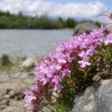 Tymián (tymián): výsadba a péče doma, užitečné vlastnosti a kontrai...